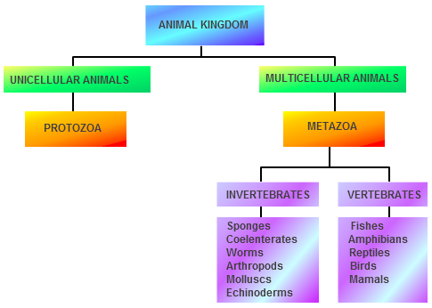 Kingdoms Of Biology Chart