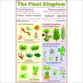 Classification-Of-Plant-Plant-Kingdom-