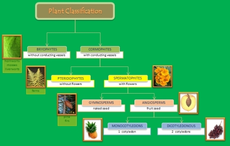 plant-classification-diagram