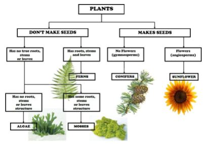 plant-poster