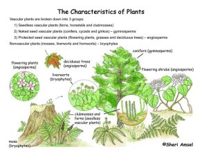 Plant_characteristics72