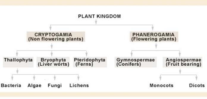 plantae-kingdom-classification
