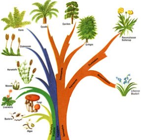 plants_diagram_s